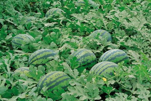 福山网红吃瓜群微信号,揭秘娱乐圈幕后故事